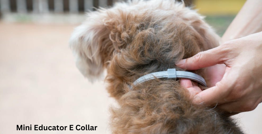 Mini Educator E Collar: The Ultimate Guide to Remote Dog Training
